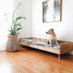 a dog sitting on top of a wooden bed