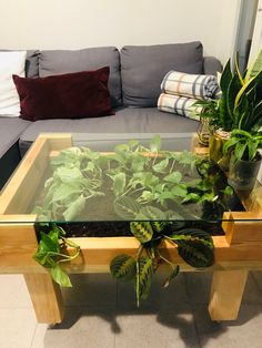 a glass table with plants on it in front of a couch