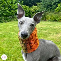 a gray dog wearing an orange knitted neck scarf on top of a grass covered field