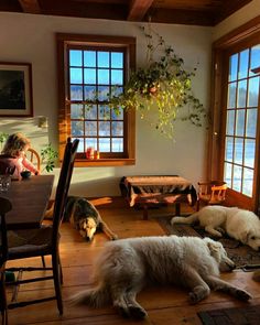 three dogs are laying on the floor in front of two windows and one dog is lying down