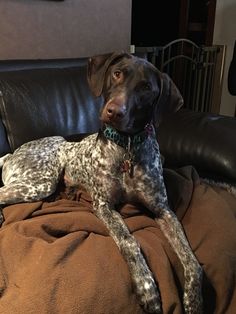 a dog laying on top of a brown blanket