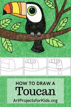 how to draw a toucan on a tree branch with instructions for drawing it