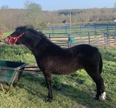 a black horse standing next to a green wheelbarrow