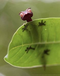 a small red frog sitting on top of a green leaf covered in tiny black bugs