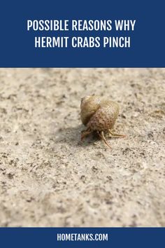 a close up of a bug on the ground with text overlay reading possible reason why hermit crabs pinch