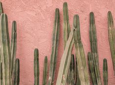 several green cactus plants against a pink wall