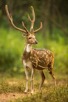 a small deer standing on top of a grass covered field next to a lush green forest