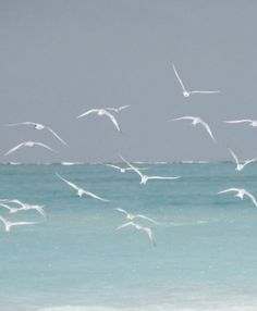 seagulls flying over the ocean with a quote written in italian on it's side