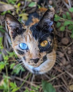 a close up of a cat with blue eyes and green plants in the foreground