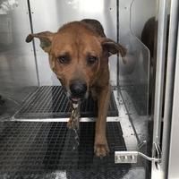 a brown dog standing on top of a metal floor in front of a glass door