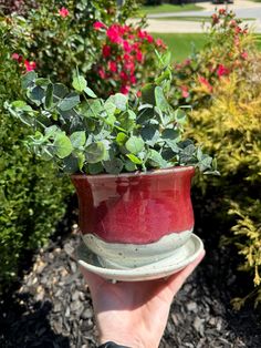 a hand holding a red and white pot with green plants in it's center