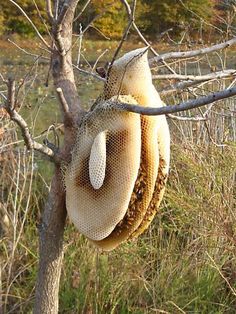 a beehive hanging from a tree in a field