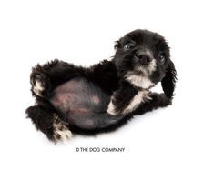 a small black and white dog laying on its back