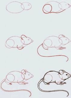 four different types of mouses are shown in this drawing