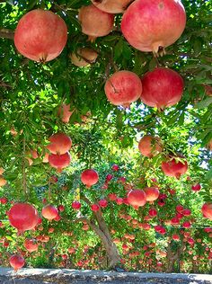 the fruit is hanging from the tree outside