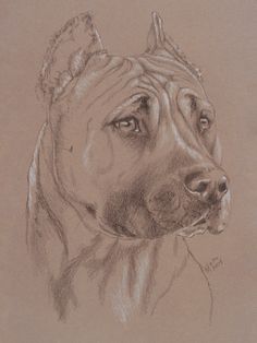 a pencil drawing of a dog's head