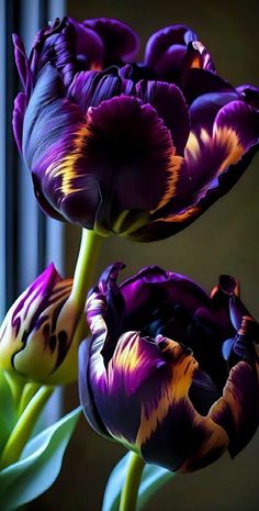 two purple tulips in front of a window