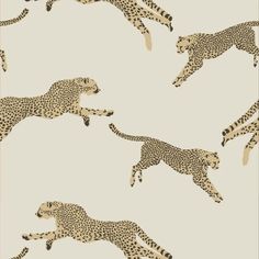 three cheetah running in opposite directions on a beige background with black spots and stripes