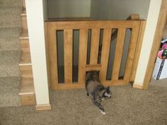 a cat is standing in front of a wooden gate