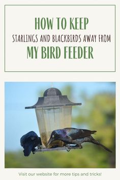 If large birds are taking over your feeder, read this article for tips on how to stop blackbirds at feeders, and how to retain the birds you love! Bird Feeder Station, Bird Feeder Stands, Backyard Birds Watching, Backyard Birds Feeders, Bird Feeder Craft, Wild Bird Feeders, Diy Bird Feeder, Diy Birds