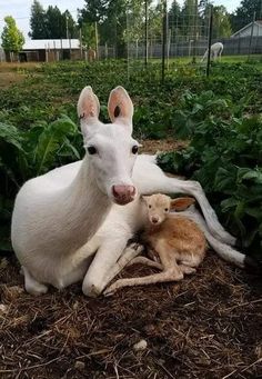 two white goats laying on top of a dirt ground next to green plants and bushes