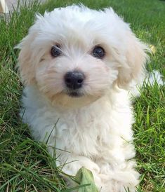 a small white dog laying in the grass