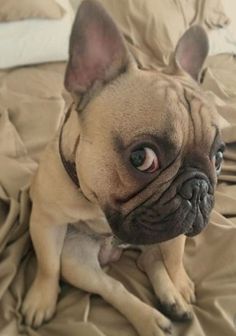 a small brown dog laying on top of a bed