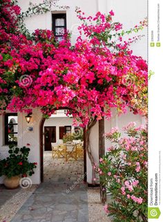 pink flowers are growing on the outside of a house