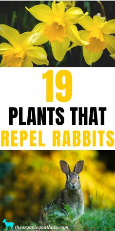 some yellow flowers with the words 19 plants that repel rabbits in front of them