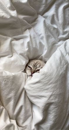 a cat is peeking out from under the covers