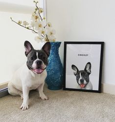 a small dog sitting next to a framed photo