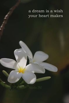 two white flowers with the words, a dream is a wish to your heart makes