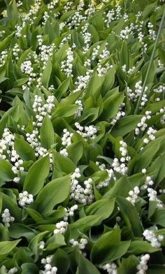 small white flowers are growing in the grass