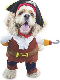 a dog dressed in a pirate costume