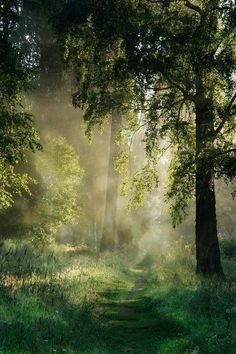 the sun shines through the trees and leaves on a path in the woods with green grass