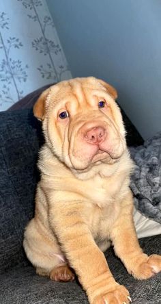 a large brown dog sitting on top of a couch