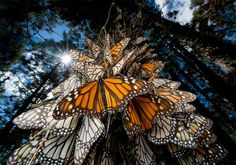 a cluster of butterflies flying in the air