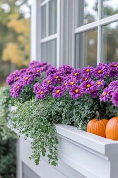 purple flowers and orange pumpkins in a window box