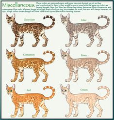 four different types of cats are shown in this poster, with the names and colors