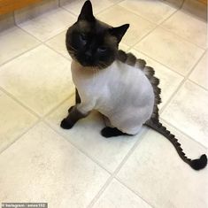 a black and white cat sitting on top of a tile floor next to a sink