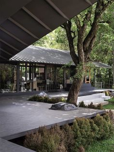 a large tree sitting next to a lush green park