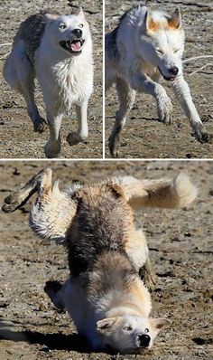 four different pictures of a dog playing in the dirt and mud with its mouth open