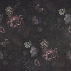 some pink flowers on a black background