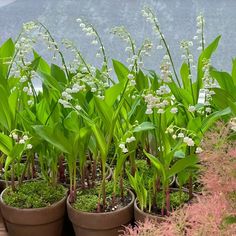 several potted plants with white flowers in them