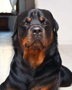 a large black and brown dog laying on the floor