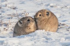 two prairie groundhogs cuddling in the snow