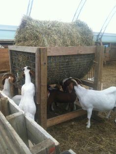 several goats are eating hay from a caged in area that is filled with hay