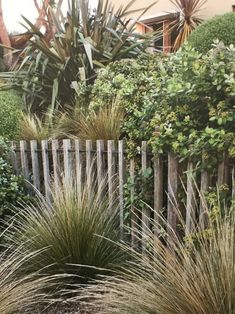 some very pretty plants by a fence