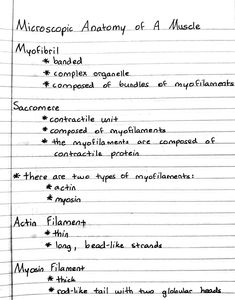 a piece of paper with writing on it that says macroopic anatomy of a muscle