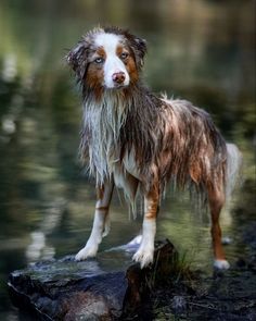 a brown and white dog standing on top of a rock next to the water's edge